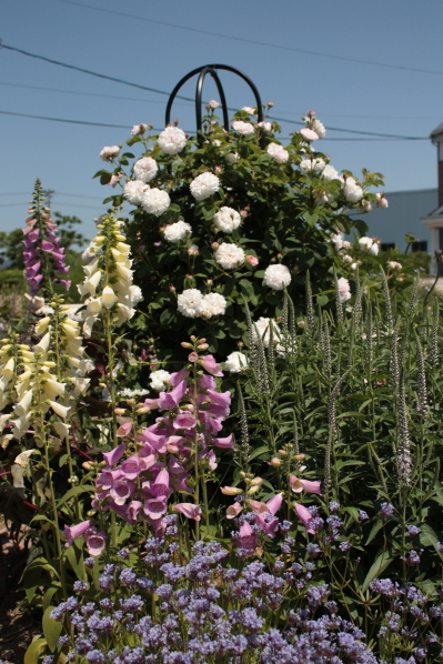 d0001008_1530336.jpg