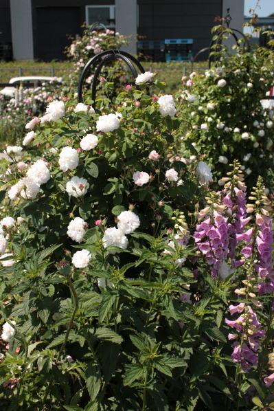 d0001008_1542635.jpg