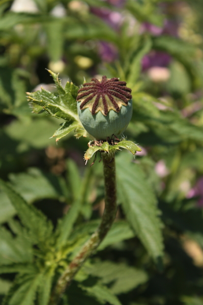 d0001008_1552160.jpg