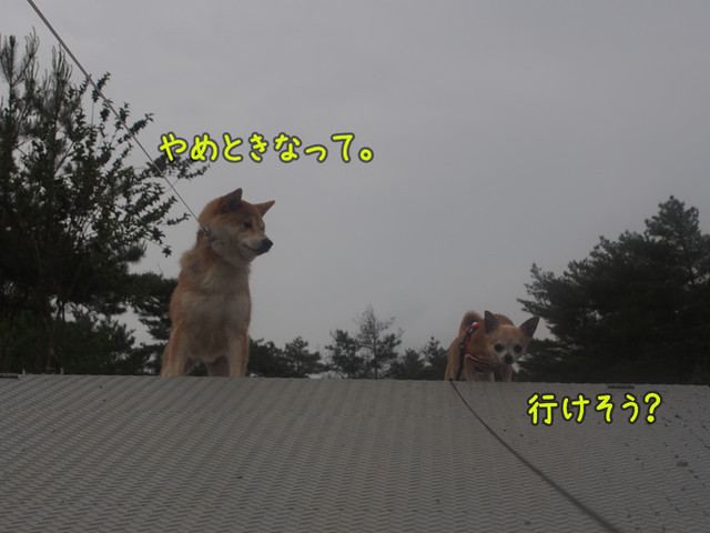 c0298732_17553845.jpg