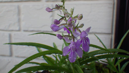 e0305733_4354193.jpg