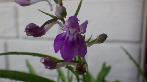 e0305733_4363813.jpg