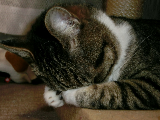 c0194042_2151351.jpg