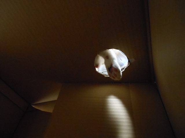 a0150353_22343958.jpg