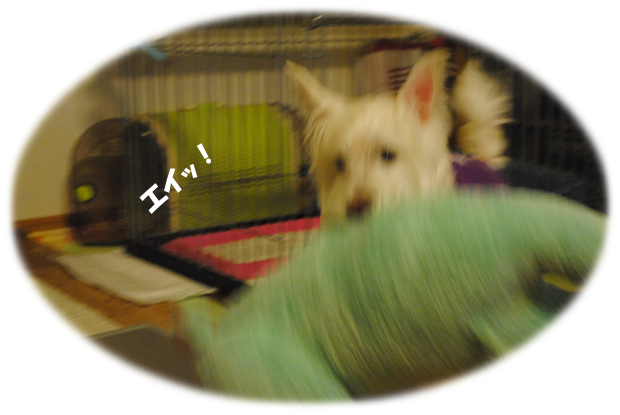 b0242873_20165691.png