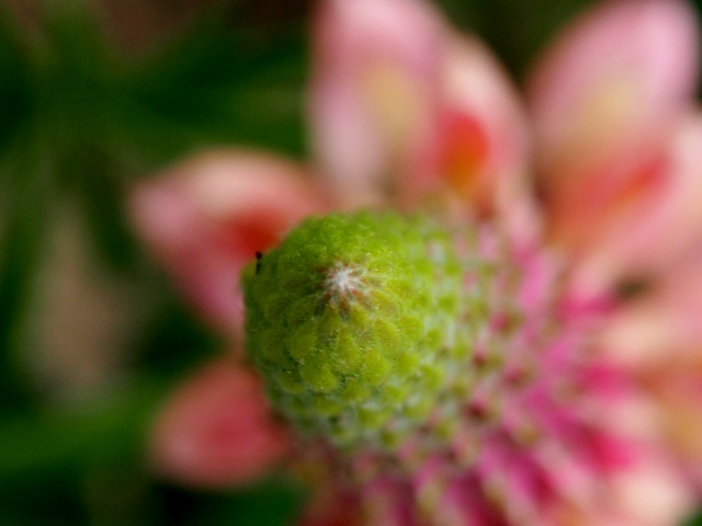 c0183777_8433571.jpg