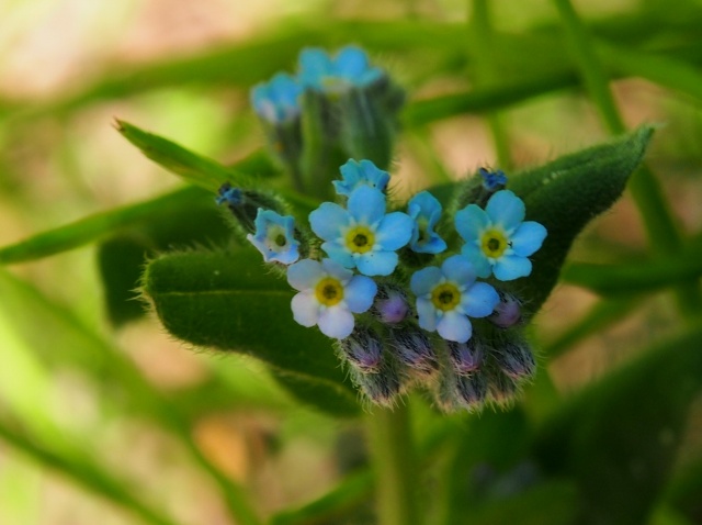 c0183777_8441436.jpg