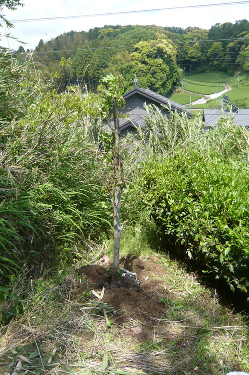 f0215179_115301.jpg