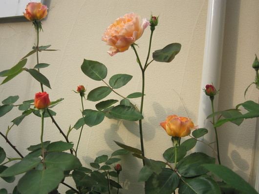 f0251010_6572112.jpg