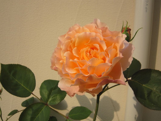 f0251010_6573677.jpg