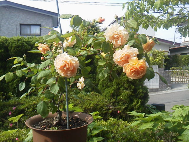f0157414_15153656.jpg