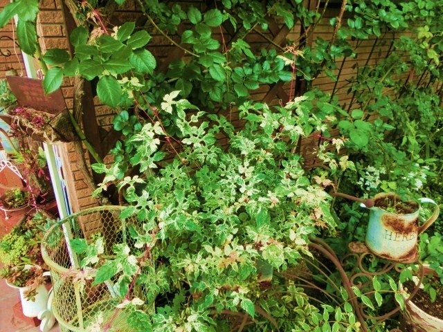 c0204121_20381665.jpg