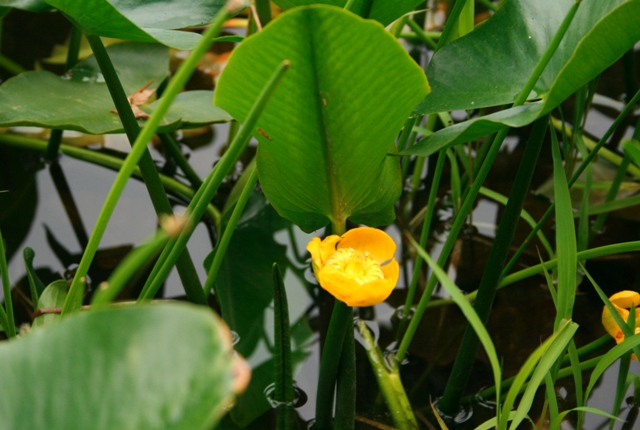d0049138_10432391.jpg