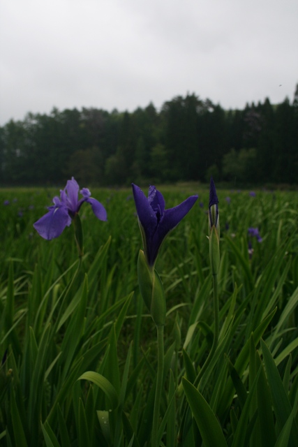 d0049138_104436.jpg