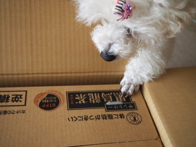 c0117239_8554189.jpg