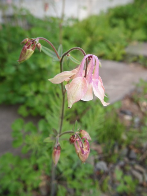 c0117239_9233377.jpg