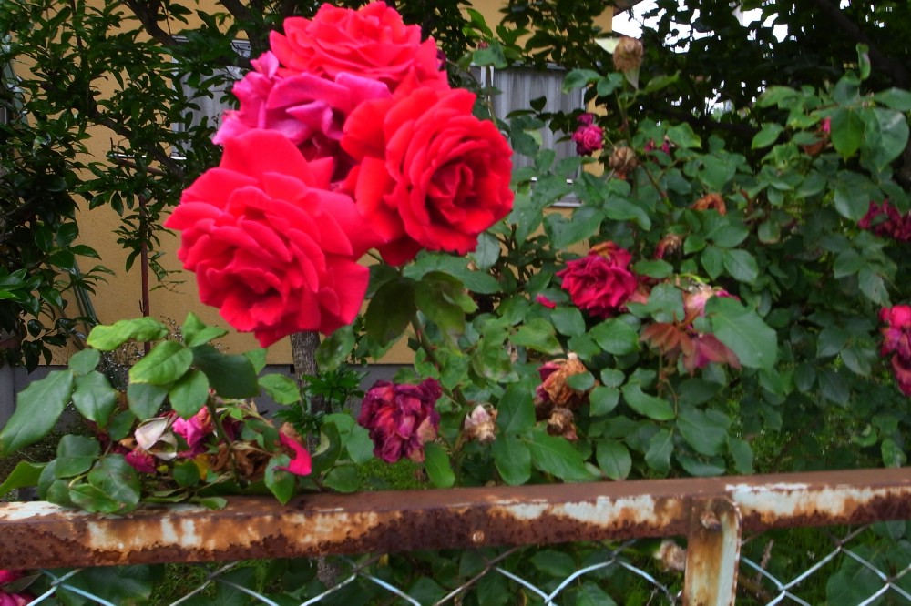 e0009147_965369.jpg