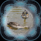 b0133752_181113100.gif