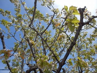 e0004756_20224080.jpg