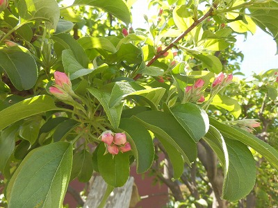 e0004756_203168.jpg