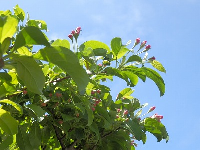 e0004756_20324926.jpg