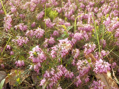 e0004756_21341289.jpg