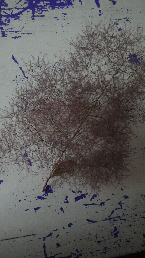 c0172261_9124713.jpg