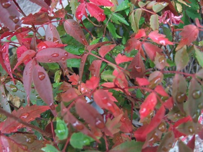 e0225164_7411029.jpg
