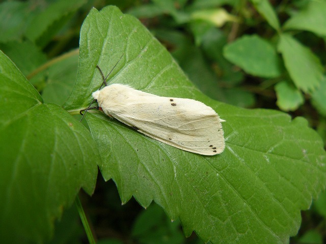 d0019074_6274742.jpg