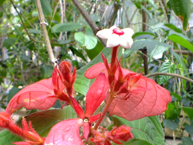 e0145782_20532422.jpg