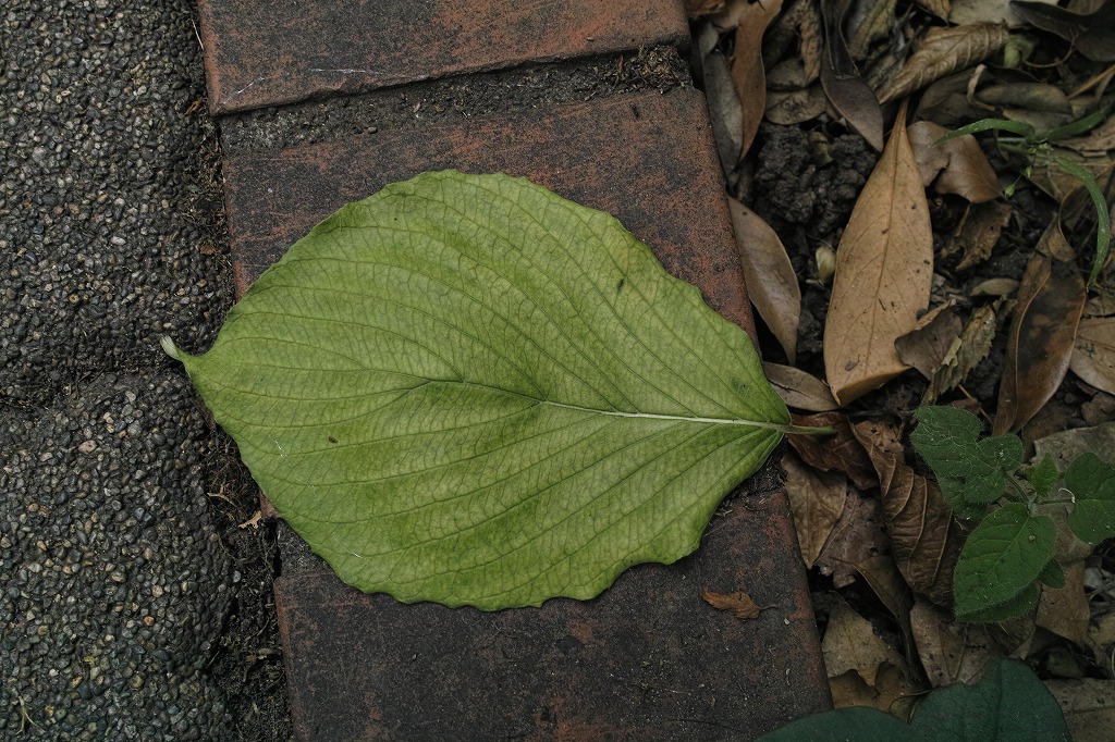 f0224100_23105762.jpg