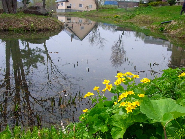 f0157901_1753193.jpg