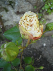 e0206902_1872193.jpg