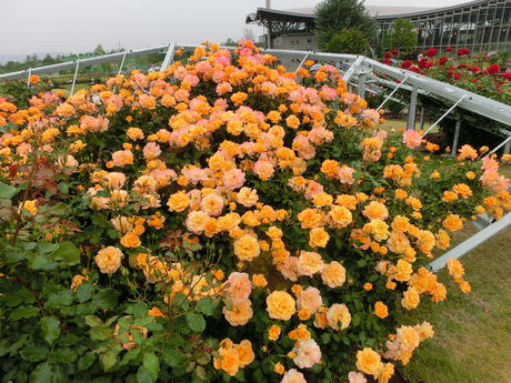 a0203003_22102886.jpg