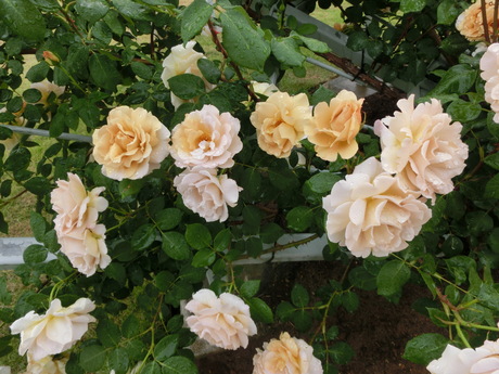 a0203003_22115123.jpg