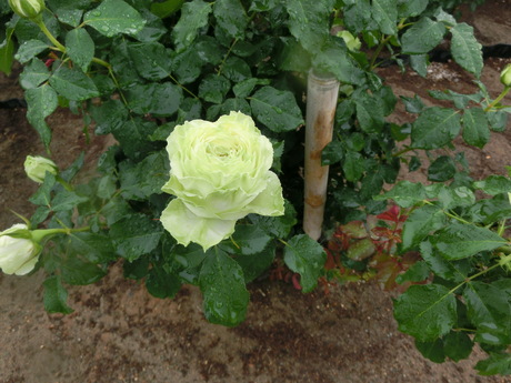 a0203003_22125382.jpg