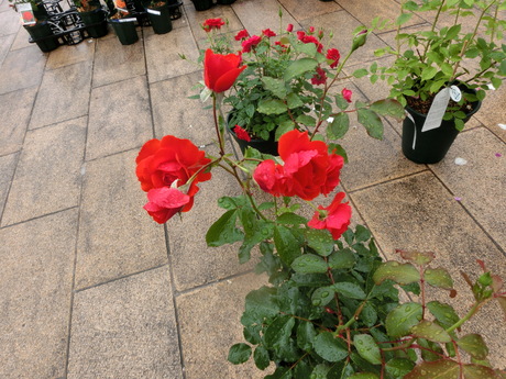a0203003_22541923.jpg