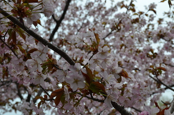 b0121019_21285495.jpg