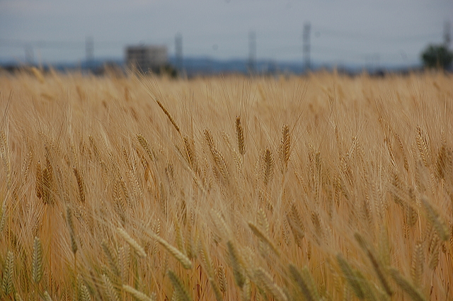 f0248120_116562.jpg