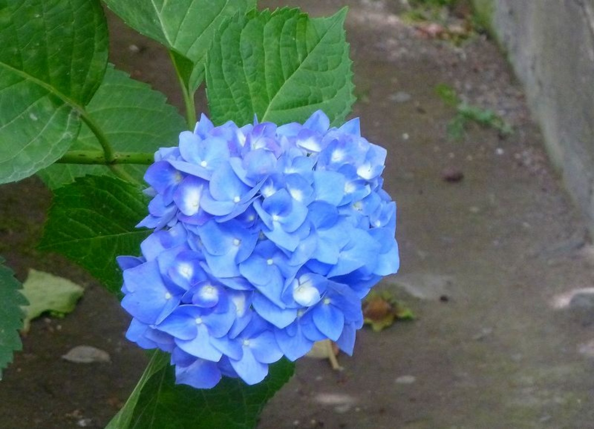 e0033229_21252616.jpg