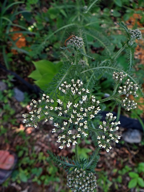 d0037233_15174383.jpg