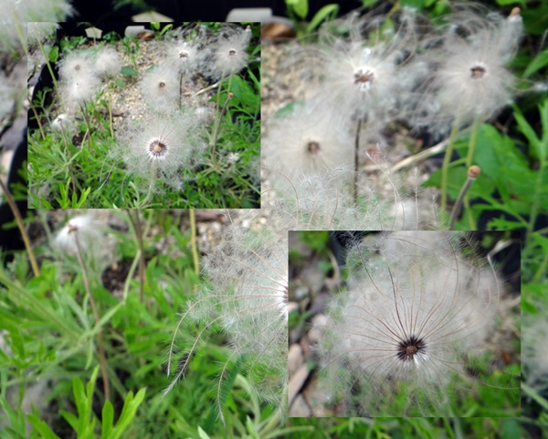 d0037233_15233592.jpg