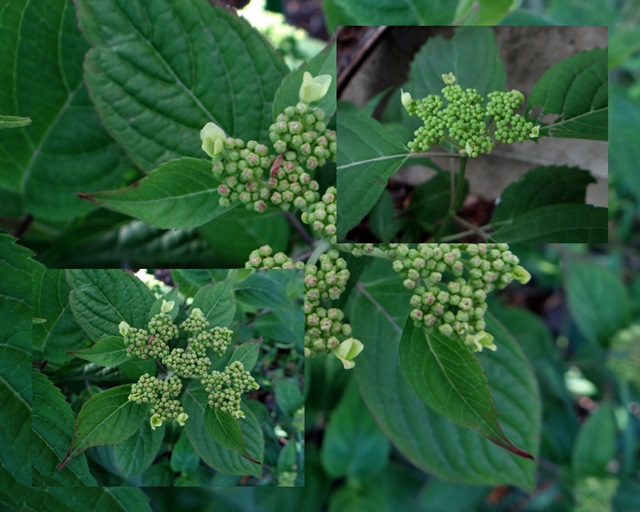 d0037233_15241361.jpg