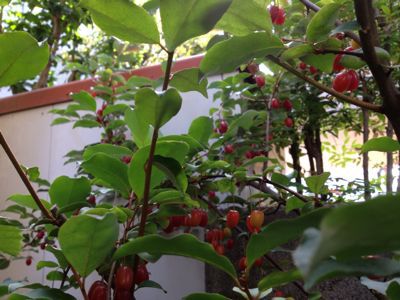 c0206645_158352.jpg