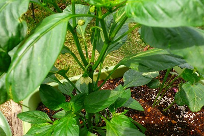 e0001860_863271.jpg