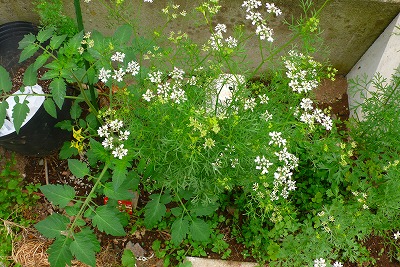 e0001860_8824.jpg