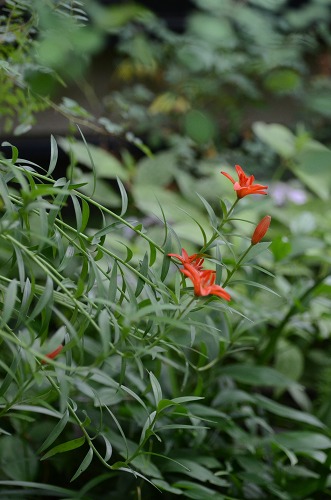 c0186463_177280.jpg