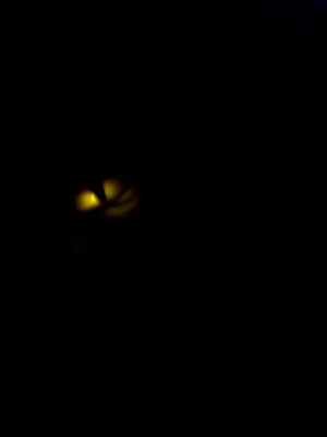 e0125465_2010935.jpg