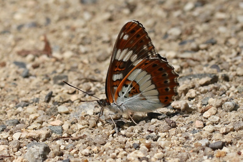 b0088772_2049151.jpg