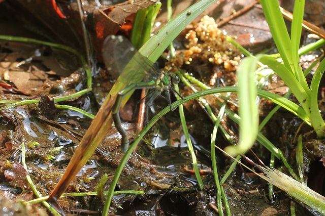 b0088772_20494819.jpg